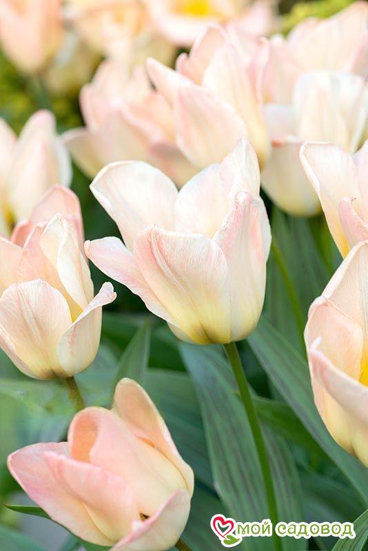 Тюльпан ботанический Литтл Герл